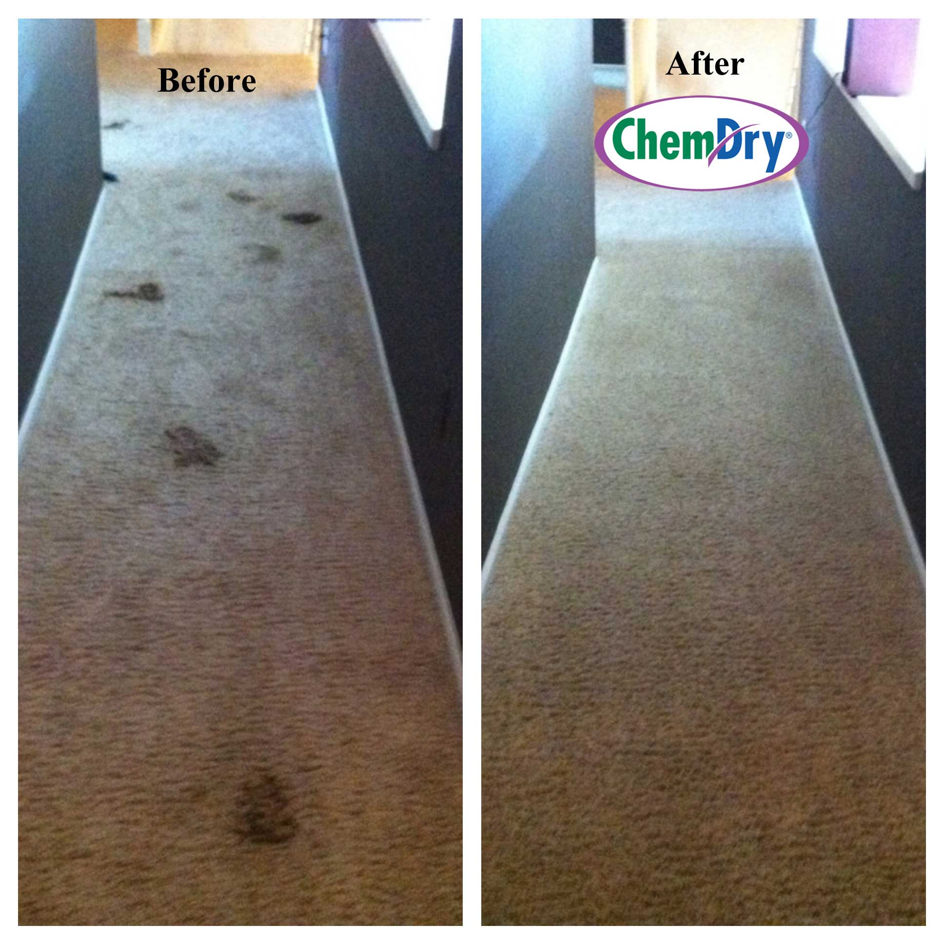 Chem-Dry removes 98% allergens as well as dirt